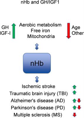 Growth Hormone and Neuronal Hemoglobin in the Brain—Roles in Neuroprotection and Neurodegenerative Diseases